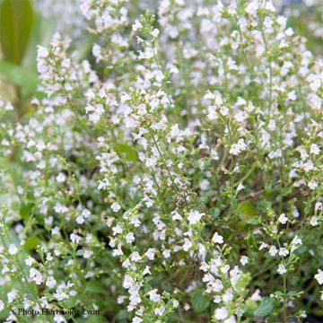 Calamintha sylvatica Menthe - Wald-Bergminze