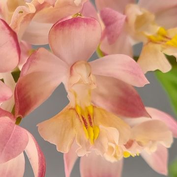 Calanthe Arizona Dream - Gartenorchidee