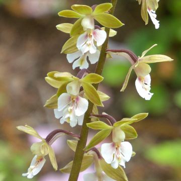 Calanthe Olive Green - Gartenorchidee