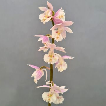 Calanthe Pink & Cream - Gartenorchidee