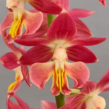 Calanthe Red Sunset - Gartenorchidee