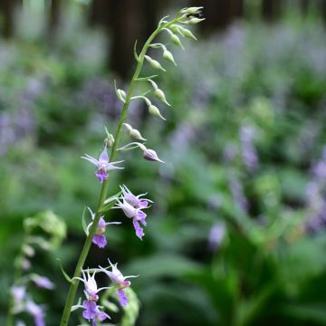 Calanthe reflexa - Gartenorchidee