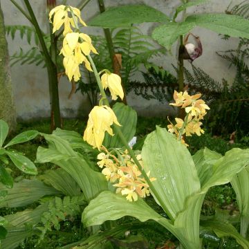 Calanthe sieboldii - Gartenorchidee