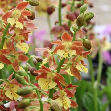 Calanthe tricarinata - Gartenorchidee