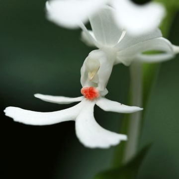 Calanthe triplicata - Gartenorchidee