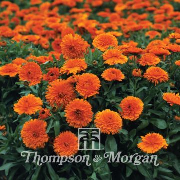 Garten-Ringelblume Candyman Orange - Calendula