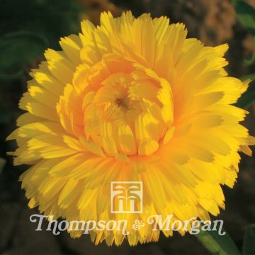 Graines de Calendula officinalis Chrysantha - Souci des Jardins