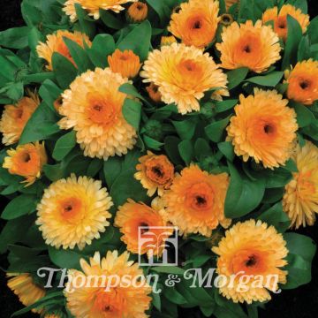 Graines de Calendula officinalis Apricot Twist - Souci des Jardins nain