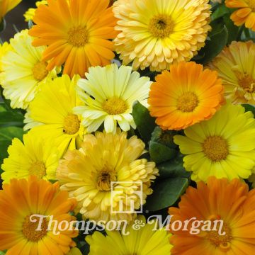 Garten-Ringelblume Nana Fruit Twist - Calendula