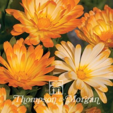 Garten-Ringelblume Nana Oopsy Daisy - Calendula