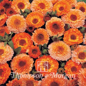 Graines de Calendula officinalis Pink Surprise - Souci des Jardins