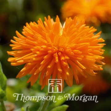 Graines de Calendula officinalis Porcupine - Souci des Jardins