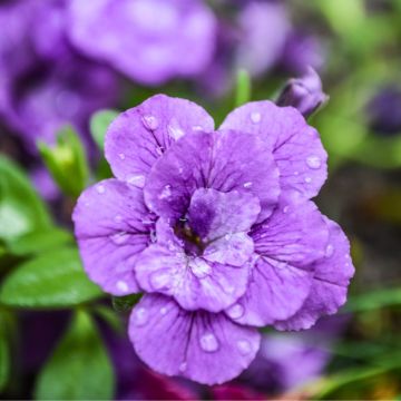 Zauberglöckchen Can-Can Rosies Blue - Calibrachoa