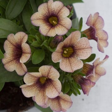 Calibrachoa Sweet Bells Cappuccino Compact - Mini-pétunia