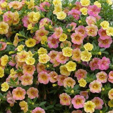 Calibrachoa Chamaeleon Double Pink Yellow  - Mini-pétunia