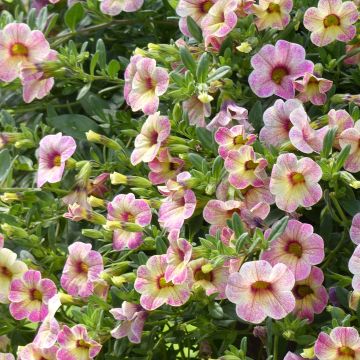 Calibrachoa Chamaeleon Pink Passion - Mini-pétunia