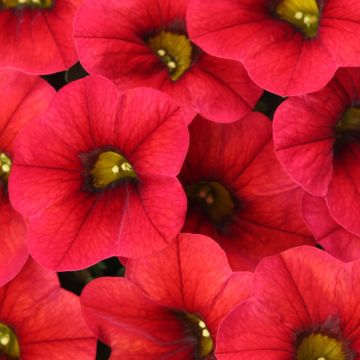 Zauberglöckchen Lia Dark Red - Calibrachoa