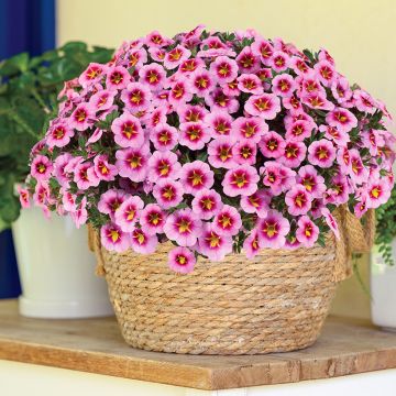 Zauberglöckchen Lia Spark Pink - Calibrachoa