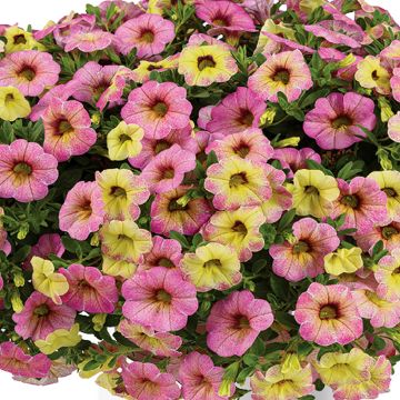 Zauberglöckchen Ombre Pink - Calibrachoa