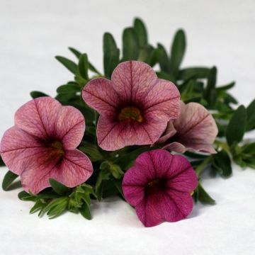 Zauberglöckchen Plum - Calibrachoa