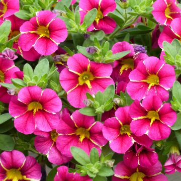 Zauberglöckchen Superbells Cherry Star - Calibrachoa