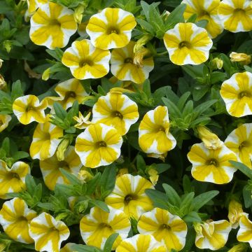 Calibrachoa Superbells Lemon Slice - Mini-pétunia