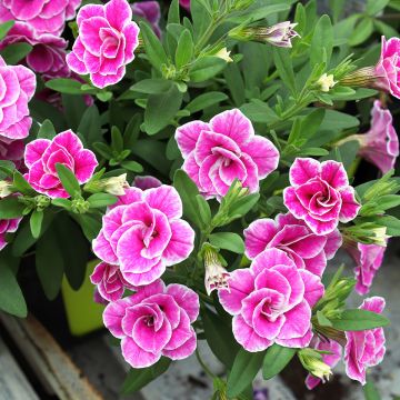 Zauberglöckchen Superbells Sweet Love - Calibrachoa