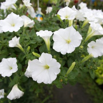 Zauberglöckchen Superbells Unique White - Calibrachoa