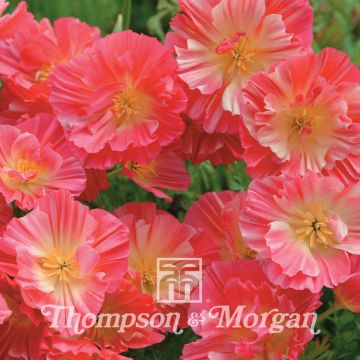 Goldmohn Thai Silk Rose Chiffon (Samen) - Eschscholzia californica