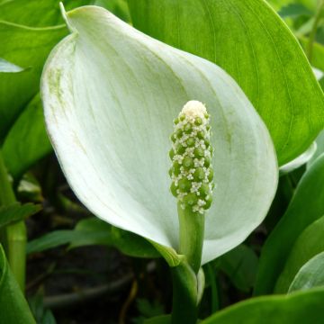 Calla palustris - Schlangenwurz