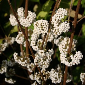 Liebesperlenstrauch Magical Snowstar - Callicarpa bodinieri