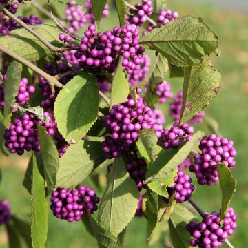 Liebesperlenstrauch Magical Deep Purple Kolmdepu - Callicarpa bodinieri