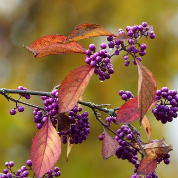 Liebesperlenstrauch Magical Purple Giant - Callicarpa bodinieri