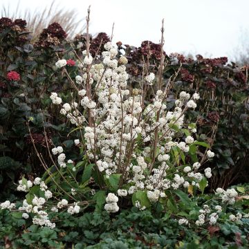 Liebesperlenstrauch Magical Snowqueen - Callicarpa bodinieri