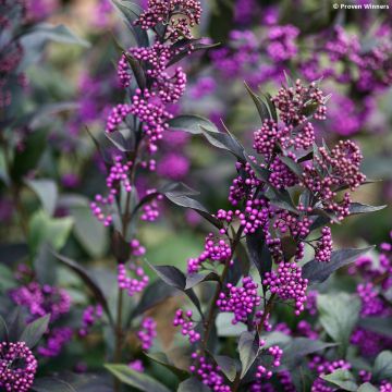 Callicarpa bodinieri Pearl Glam