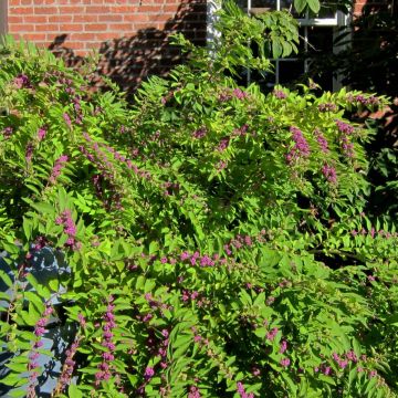 Callicarpa dichotoma Issai