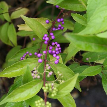 Callicarpa dichotoma - Arbuste aux bonbons