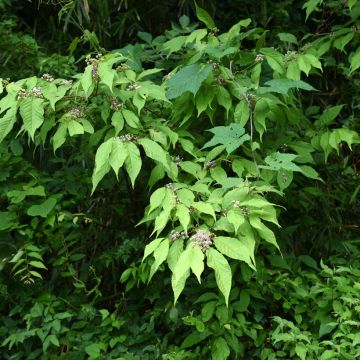 Callicarpa japonica - Arbuste aux bonbons du Japon