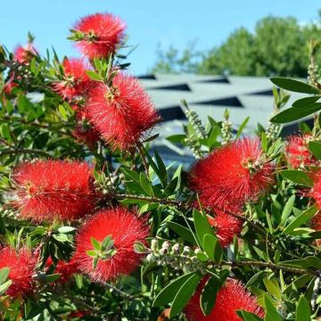 Callistemon viminalis Inferno - Zylinderputzer