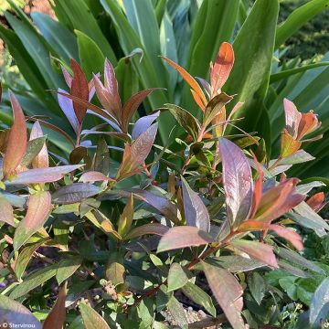 Callistemon citrinus Red rocket - Zylinderputzer