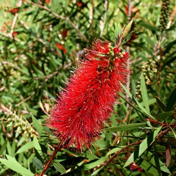 Callistemon Woodlander's Hardy - Rince-bouteille