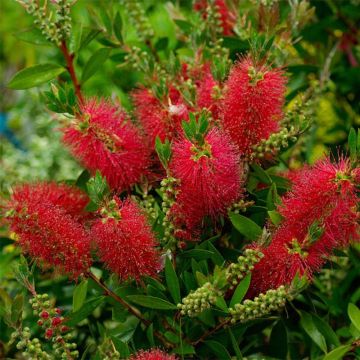 Callistemon laevis - Zylinderputzer