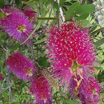 Callistemon citrinus Burgundy - Zylinderputzer