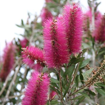 Callistemon citrinus Mauve Mist - Zylinderputzer