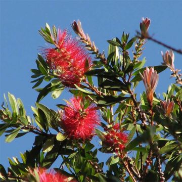 Callistemon citrinus Splendens - Zylinderputzer