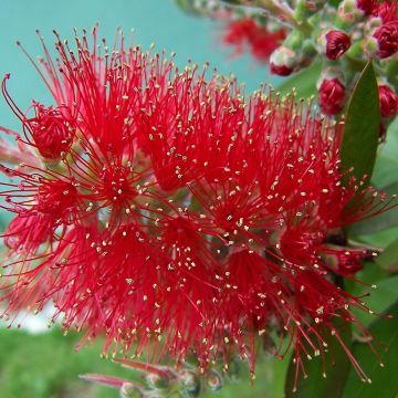 Callistemon masotti Mini Red - Rince bouteille