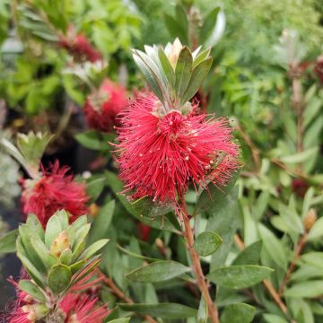 Callistemon masotti Mini Red - Rince bouteille