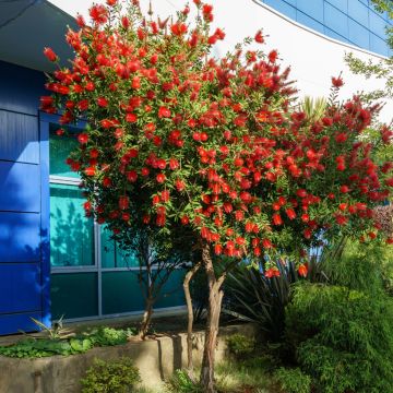 Callistemon rigidus - Zylinderputzer