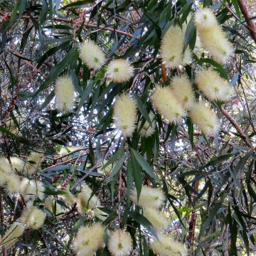 Callistemon salignus White - Zylinderputzer