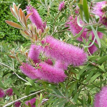 Callistemon salignus Perth Pink - Zylinderputzer